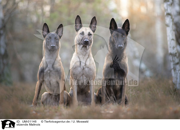 sitzende Malinois / UM-01146