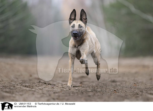 rennender Malinois / UM-01153
