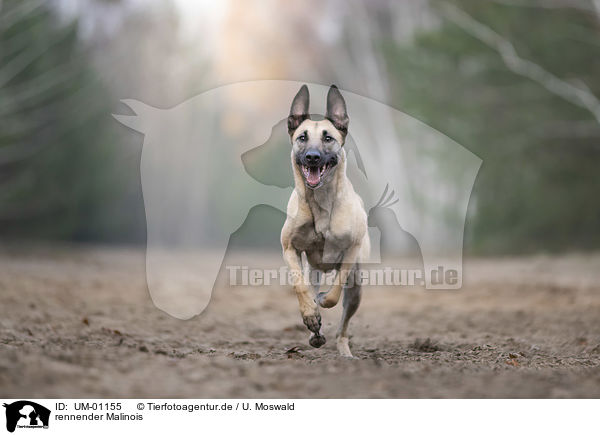 rennender Malinois / UM-01155