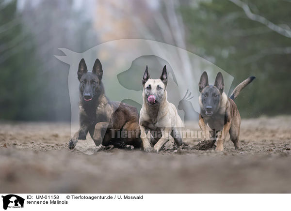 rennende Malinois / UM-01158