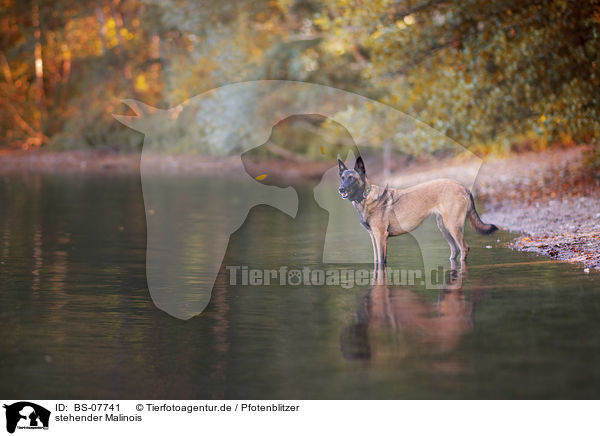 stehender Malinois / BS-07741
