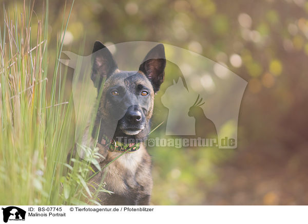 Malinois Portrait / BS-07745