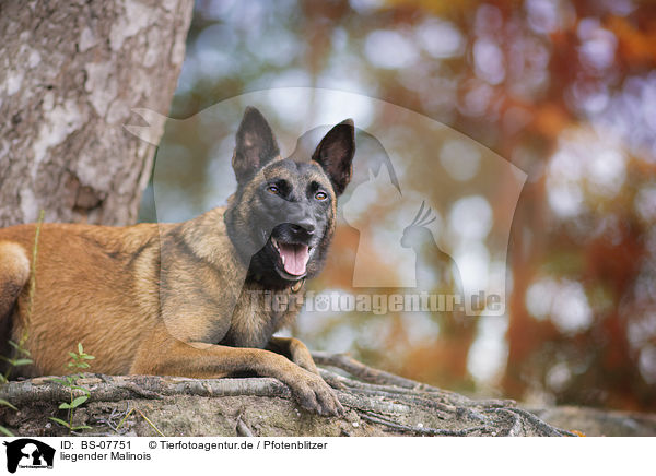 liegender Malinois / BS-07751
