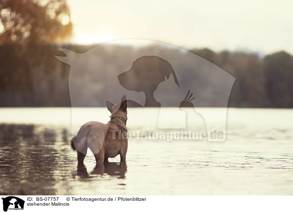stehender Malinois / BS-07757