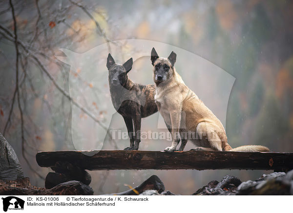 Malinois mit Hollndischer Schferhund / Malinois with Hollandse Herdershond / KS-01006