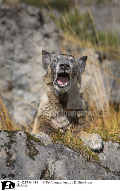 Malinois / Malinois / DST-01143