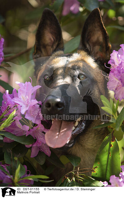 Malinois Portrait / Malinois portrait / DST-01155