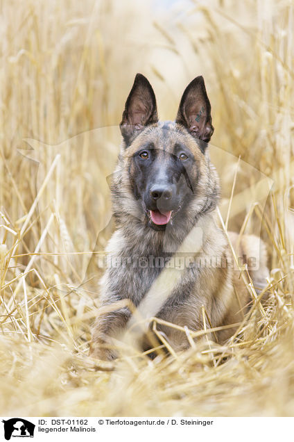 liegender Malinois / lying Malinois / DST-01162