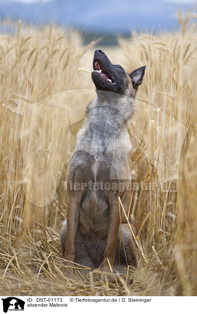 sitzender Malinois / DST-01173