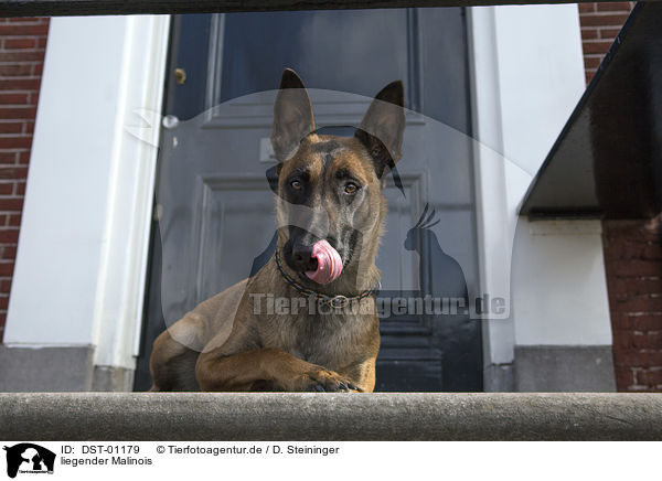 liegender Malinois / lying Malinois / DST-01179