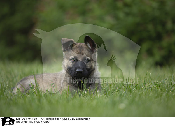 liegender Malinois Welpe / DST-01188