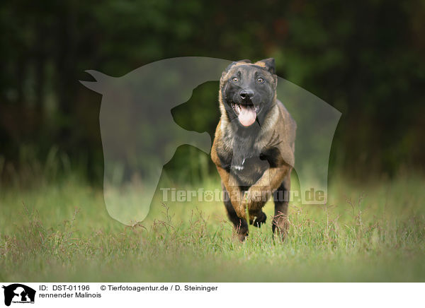 rennender Malinois / DST-01196