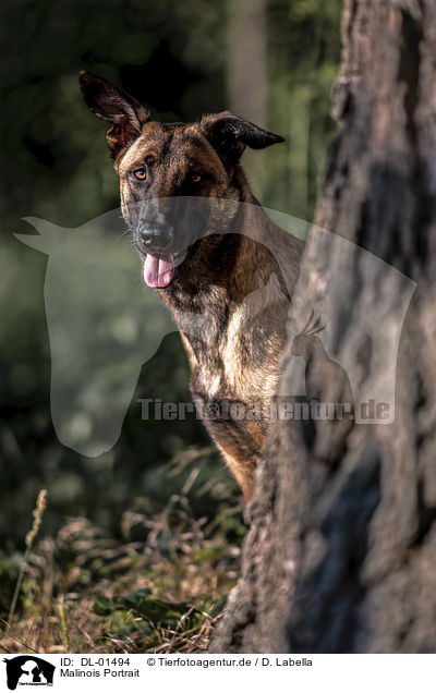 Malinois Portrait / Malinois portrait / DL-01494