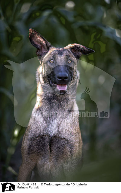 Malinois Portrait / Malinois portrait / DL-01498