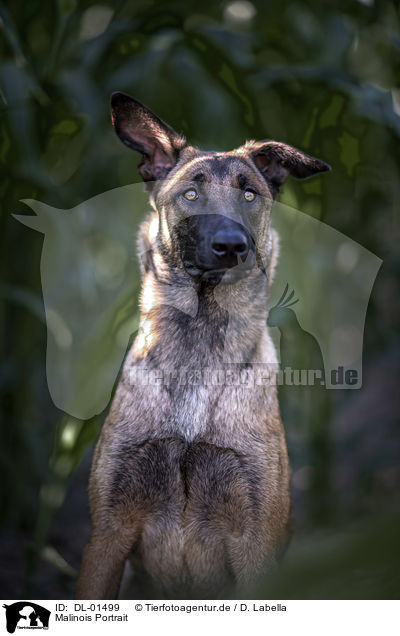 Malinois Portrait / Malinois portrait / DL-01499