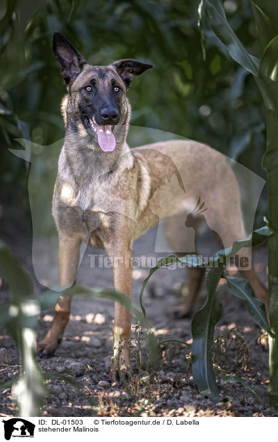 stehender Malinois / standing Malinois / DL-01503