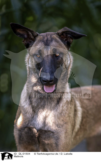 Malinois / Malinois / DL-01504