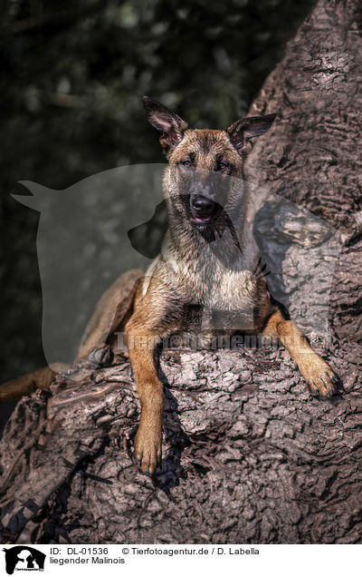 liegender Malinois / DL-01536