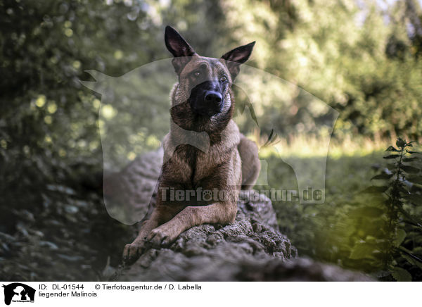 liegender Malinois / DL-01544