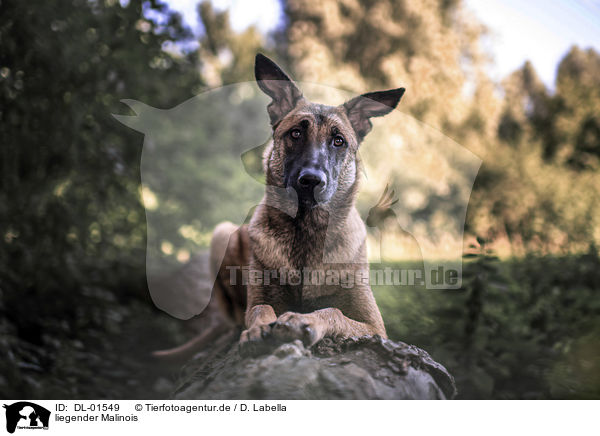 liegender Malinois / DL-01549
