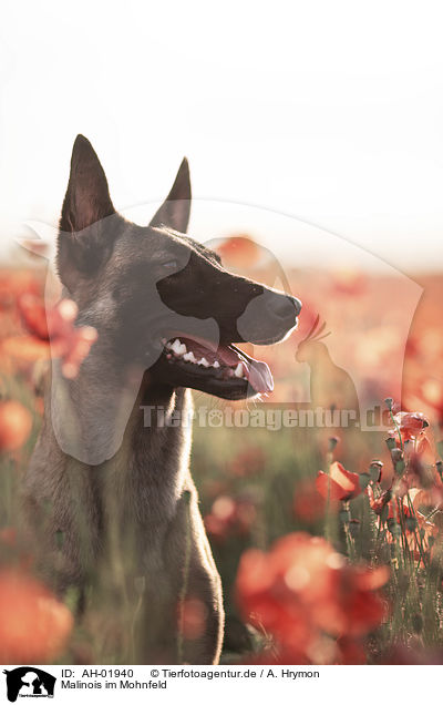 Malinois im Mohnfeld / AH-01940