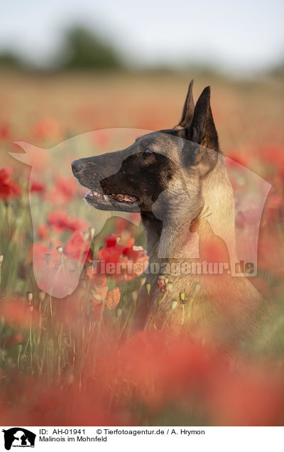 Malinois im Mohnfeld / Malinois in the poppy field / AH-01941