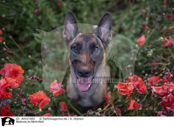Malinois im Mohnfeld / Malinois in the poppy field / AH-01960