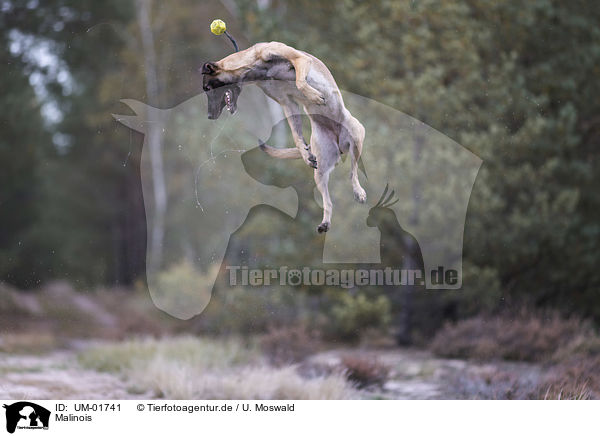 Malinois / Malinois / UM-01741