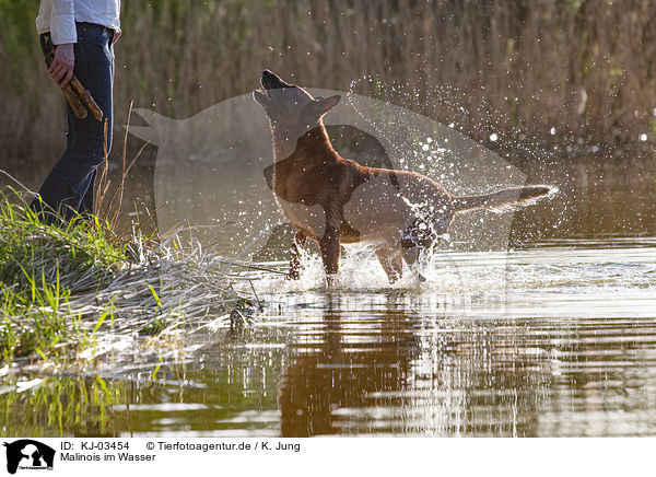 Malinois im Wasser / KJ-03454