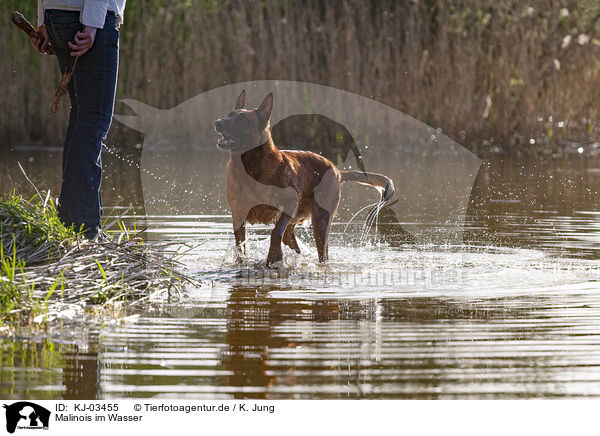 Malinois im Wasser / KJ-03455