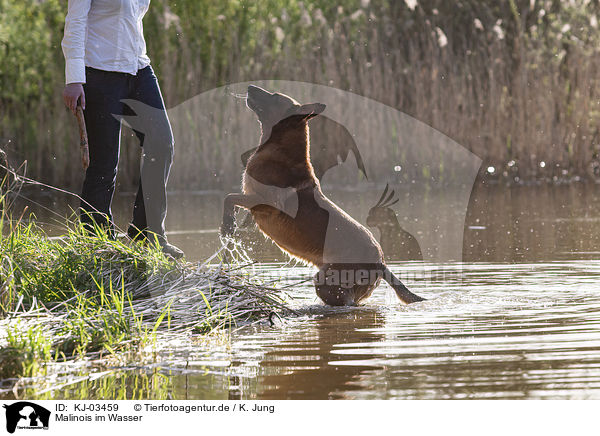 Malinois im Wasser / KJ-03459