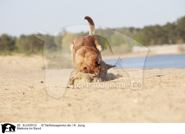 Malinois im Sand / Malinois in the sand / KJ-03512