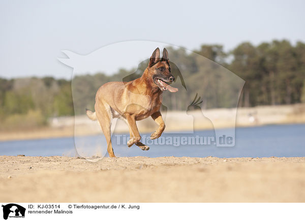 rennender Malinois / KJ-03514