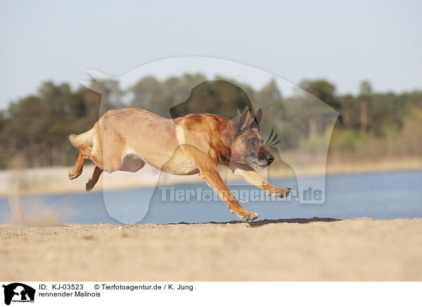 rennender Malinois / KJ-03523
