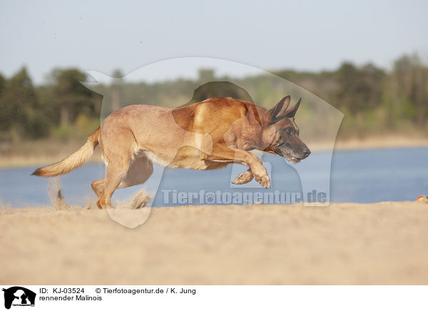 rennender Malinois / KJ-03524
