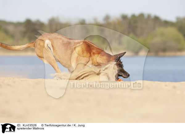 spielender Malinois / KJ-03526