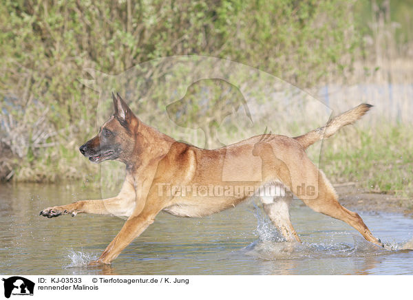 rennender Malinois / KJ-03533