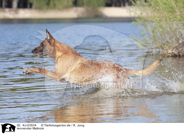 rennender Malinois / KJ-03534