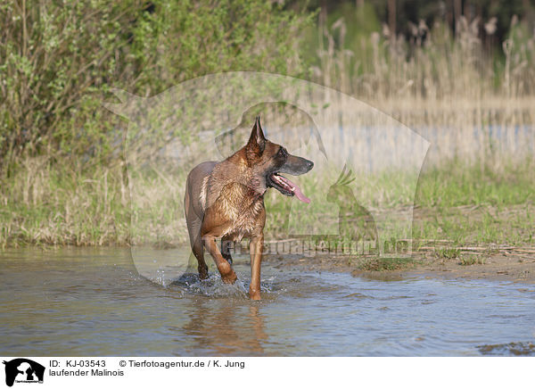 laufender Malinois / KJ-03543