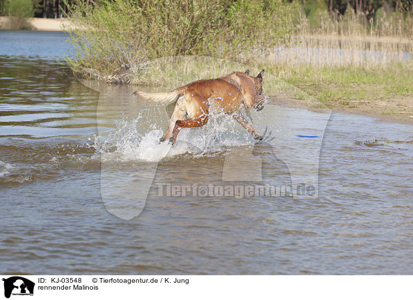 rennender Malinois / running Malinois / KJ-03548