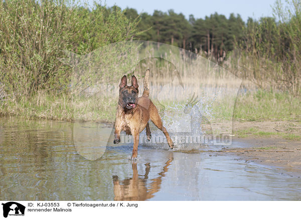 rennender Malinois / running Malinois / KJ-03553