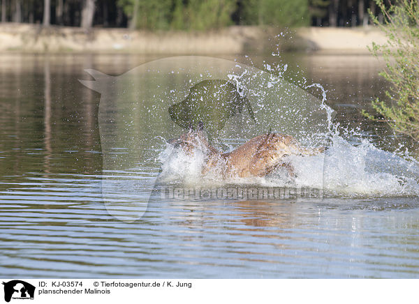 planschender Malinois / KJ-03574