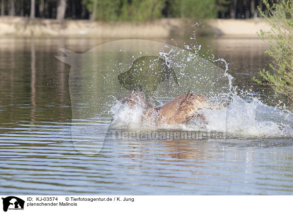 planschender Malinois / splashing Malinois / KJ-03574