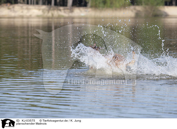 planschender Malinois / splashing Malinois / KJ-03575