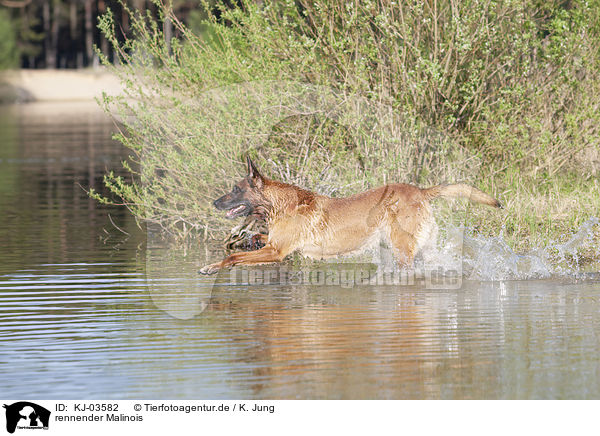 rennender Malinois / KJ-03582