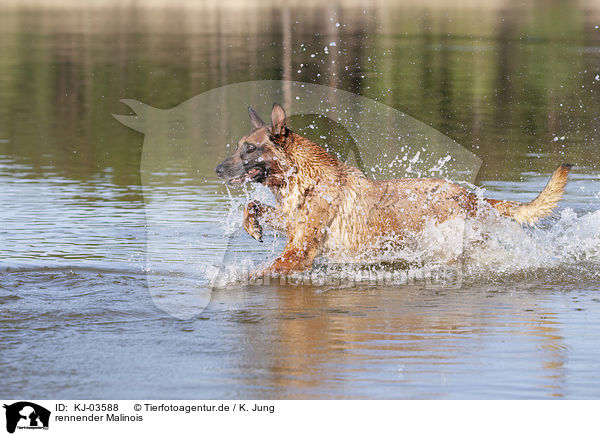 rennender Malinois / KJ-03588