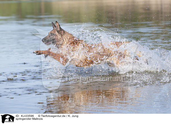 springender Malinois / KJ-03596