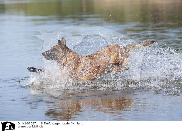 rennender Malinois / KJ-03597