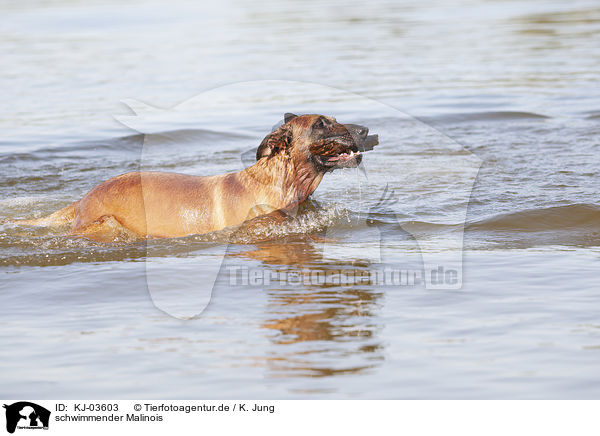 schwimmender Malinois / swimming Malinois / KJ-03603