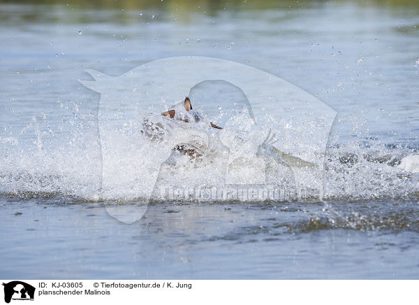 planschender Malinois / splashing Malinois / KJ-03605